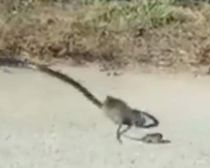 Крыса напала на змею, чтобы отпустила ее малыша