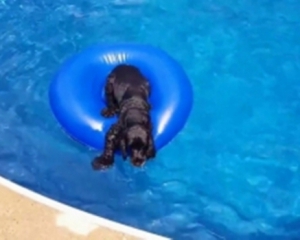 Пес уснул в бассейне и попал на youtube