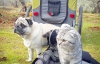 Мопс Бандіто і кіт Луїджі зібрали 30 000 підписників в Instagram