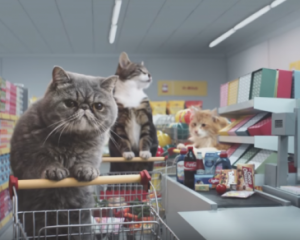 В Німеччині коти ходять по магазинах та купують продукти