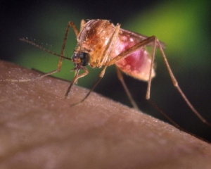 В Крыму началось наибольшее за семь лет нашествие комаров