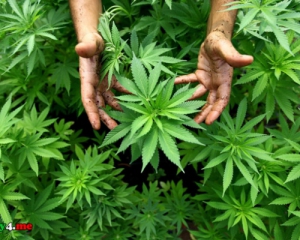 Наркоділки виростили в зоні АТО плантацію марихуани на 1,5 млн грн