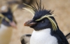 Впервые в мире после искусственного оплодотворения родился редкий пингвин