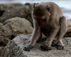 Оксфордські науковці дослідили археологію приматів