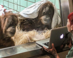 В зоопарке орангутанги знакомятся по интернету