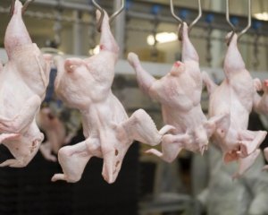 Саудовская Аравия планирует увеличить импорт украинской курятины