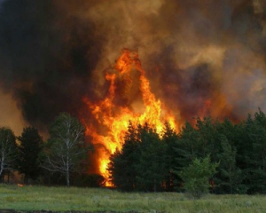 На Луганщині в зоні бойових дій горить ліс