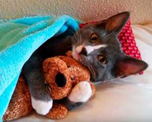 Кот обнимает мягкую игрушку и засыпает под одеялом