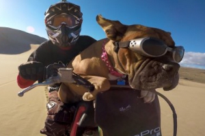 Собака получает удовольствие от экстремальной езды на мотоцикле