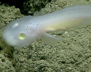 Ученые нашли на дне океана неизвестное существо