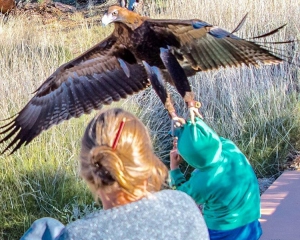 На выставке животных орел напал на ребенка