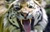 В Китае тигр загрыз женщину и ранил ее подругу