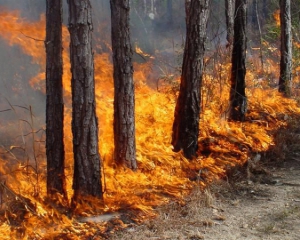 У кількох областях оголосили найвищий ступінь пожежонебезпеки