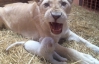 У зоопарку народилося п'ять рідкісних білих левенят