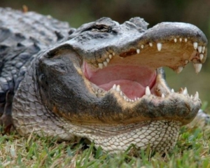 Австралиец трое суток прятался от крокодила на необитаемом острове