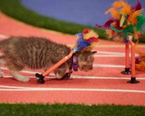 Впервые в истории проходит кошачья олимпиада