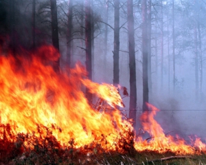 Вокруг масштабного лесного пожара эвакуируют людей