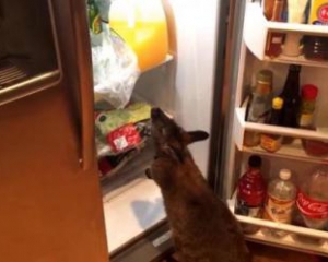 Кенгуру рыщет в холодильнике в поисках пищи