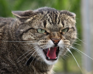 Переселенців на Черкащині покусала скажена кішка