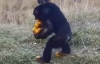 Голодный шимпанзе носит апельсины на пальцах ног