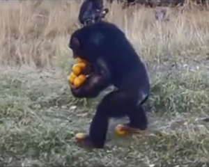 Голодний шимпанзе носить апельсини на пальцях ніг
