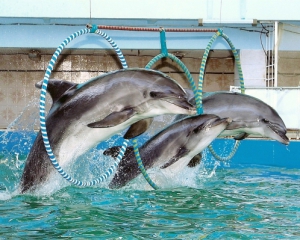 Дельфин выхватил у туристки из рук планшет