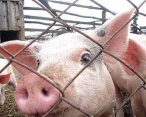 В Украине зафиксировали вспышку африканской чумы среди свиней