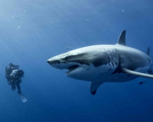 Вчені випадково знайшли 400-річну акулу