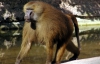 Сердитый бабуин бросался фекалиями в надоедливых детей