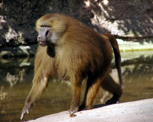 Сердитый бабуин бросался фекалиями в надоедливых детей