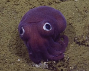На дне океана нашли фиолетового моллюска с большими глазами