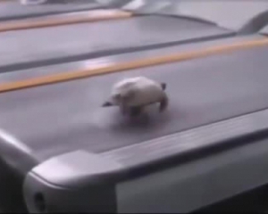 Черепаха пробежалась по беговой дорожке