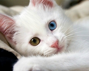 Bildergebnis für cat with different colored eyes