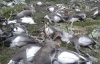 Блискавка вбила 323 оленя в національному парку