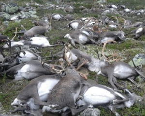 Молния убила 323 оленя в национальном парке
