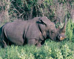 С целью защиты 700 носорогам удалят рога