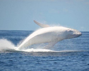 В океане нашли два редких белых китов