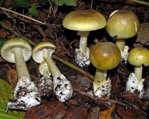 Семья смертельно отравилась грибами
