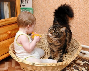 С появлением ребенка не обязательно выгонять кота - акушер