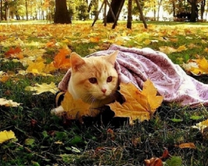 На этой неделе резко похолодает