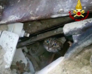 Появилось видео чудесного спасения кошек после землетрясения
