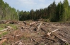 Селяни просять поліцію зупинити вирубку лісів