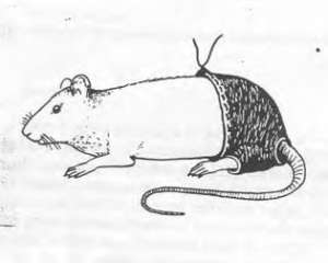 Брюки для крыс и способ почухивания ноги - вручили премии за самые странные исследования