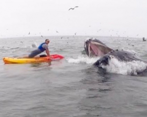 Огромные киты помешали туристу сделать трюк в океане
