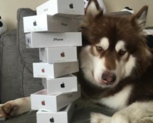 Син мільярдера подарував собаці 8 iPhone