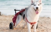Паралізована собака отримала спеціальний інвалідний візок