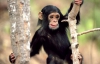 Мавпи почали масову бійку перед туристами