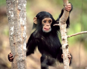 Мавпи почали масову бійку перед туристами