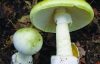 При отруєнні грибами шлунок промивають солоною водою