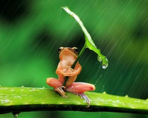 Не забывайте зонтики: на выходные прогнозируют сильные дожди